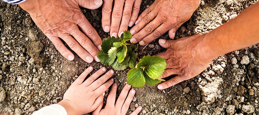 community-garden