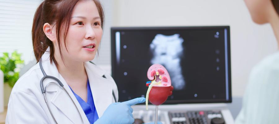 doctor holds plastic kidney model